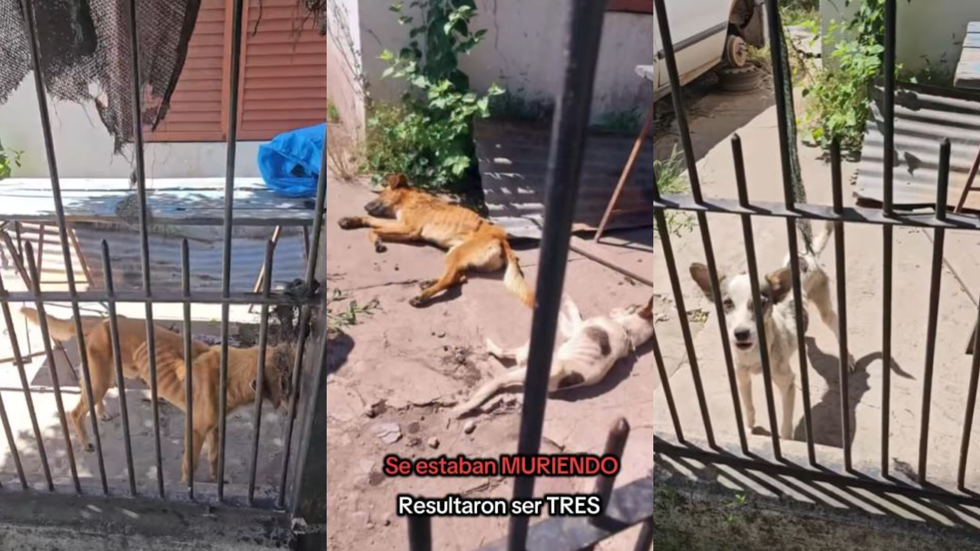 Rescatan tres perros tras denuncia por maltrato animal en Castelar