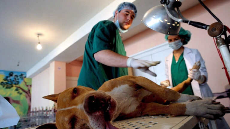 la-precaria-vida-de-los-veterinarios-los-licenciados-peor-pagados-de-espana