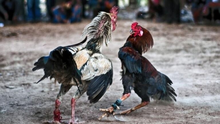 Ituzaingó: se desbarató organización dedicada a las riñas de gallos en el barrio San Antonio